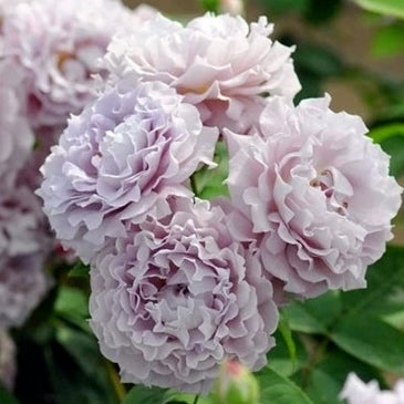 Rose Plant ‘Seiryu’ | 清流 せいりゅう