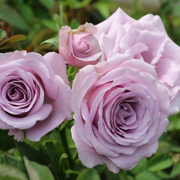 Rose Plant ‘Stirling Sensation’ | 真实感觉