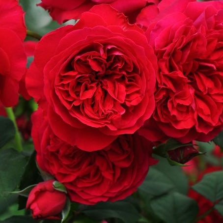 Rose Plant "My Rose” | 丹墨玫枝, 我的玫瑰 マイローズ