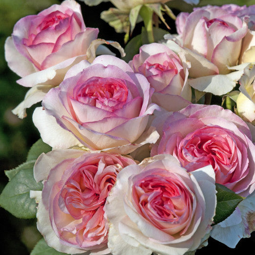 Rose Plant "Boreale” | 博雷亚莱, 柏丽爱