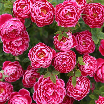 Rose Plant ‘Marie Rose’ | 玛丽玫瑰 マリーローズ