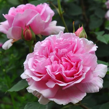 Rose Plant "Le printemps” | 春天 ルプランタン