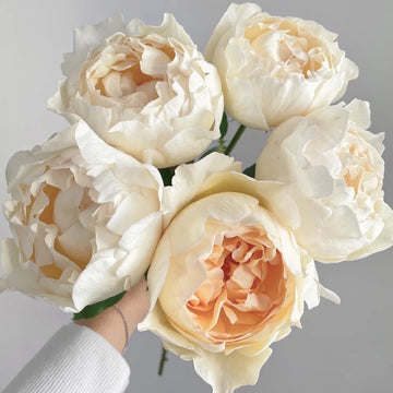 Rose Plant "Cream Yves Piaget, Classic Woman” | 奶油伊芙伯爵
