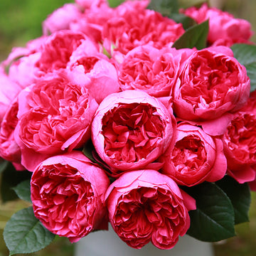 Rose Plant ‘Shining Regina’ | 蔻丹