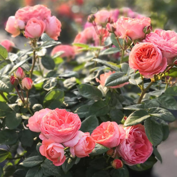 Rose Plant ’Nova King Terrazza‘ | 诺娃阳台