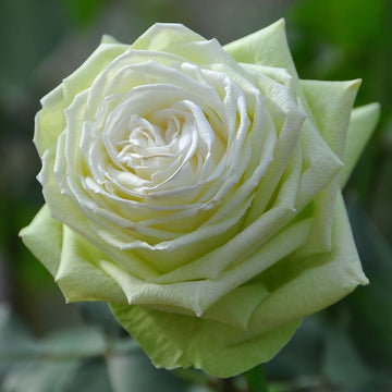 Rose Plant ‘Wakana’ | 若菜 わかな