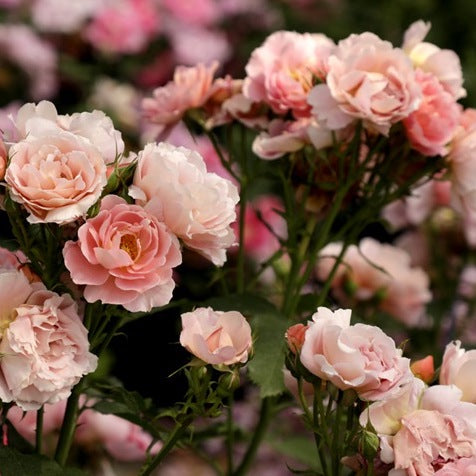 Rose Plant "Akane” | 茜