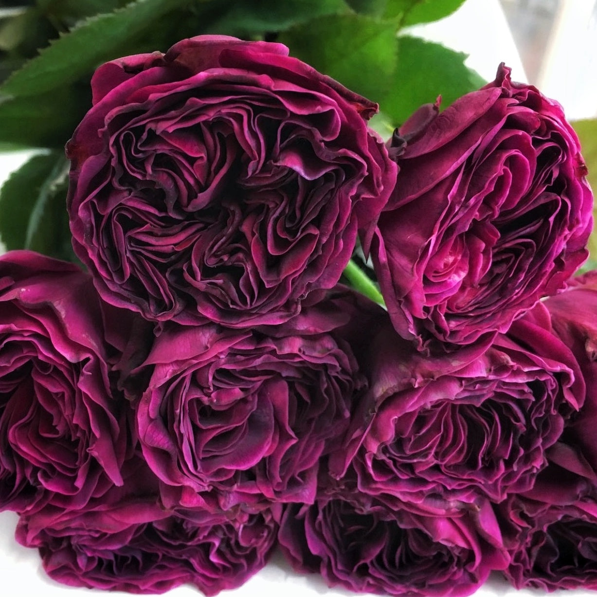 Rose Plant ‘Hilaku’ | 绽, 咲, 蓝莓戒指  ひらく