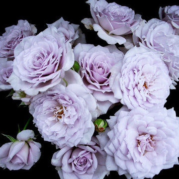 Rose Plant ‘Noble Shine’ | 贵族礼光 ノーブルシャイン