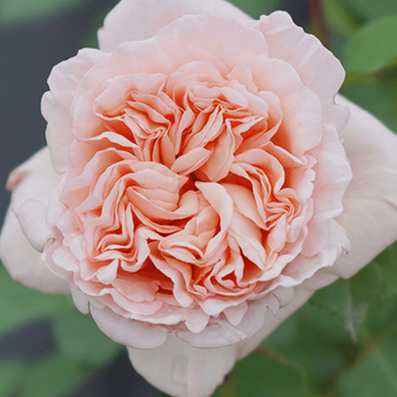 Rose Plant ’Belle Romantica‘ | 百丽浪漫