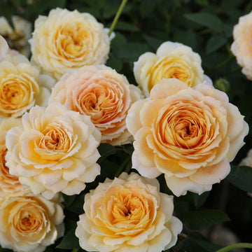 Rose Plant "Caramel Antique Freelander” | 焦糖古董