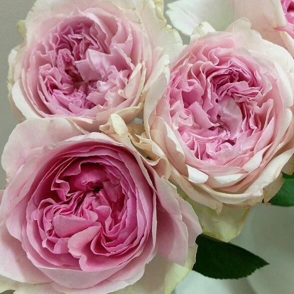 Rose Plant ‘Yves Fontaine’ | 伊芙芳香喷泉 フォンティーヌ