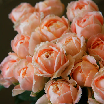 Rose Plant 'Mon Chouchou' | 挚爱, 我的最爱 モンシュシュ