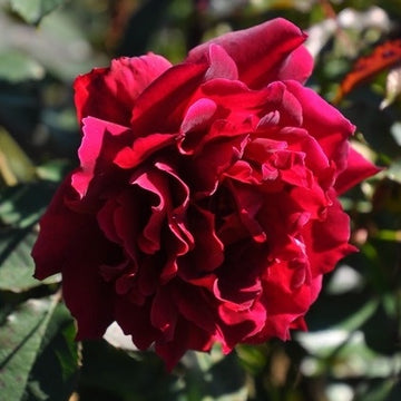 Rose Plant 