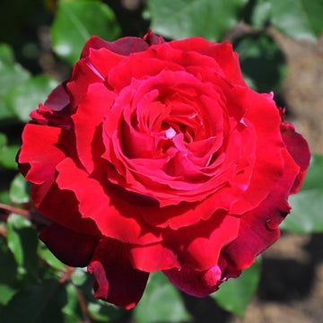 Rose Plant "Couronne Rouge” | 红色王冠 クロンヌルージュ