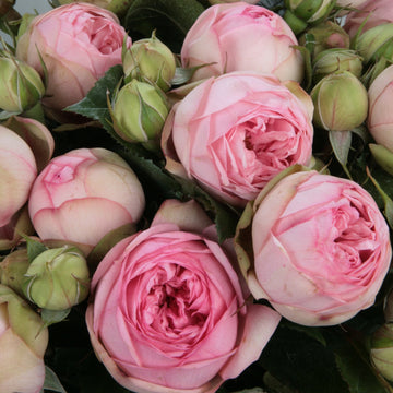 Rose Plant ‘Charming Piano’ | 妩媚钢琴