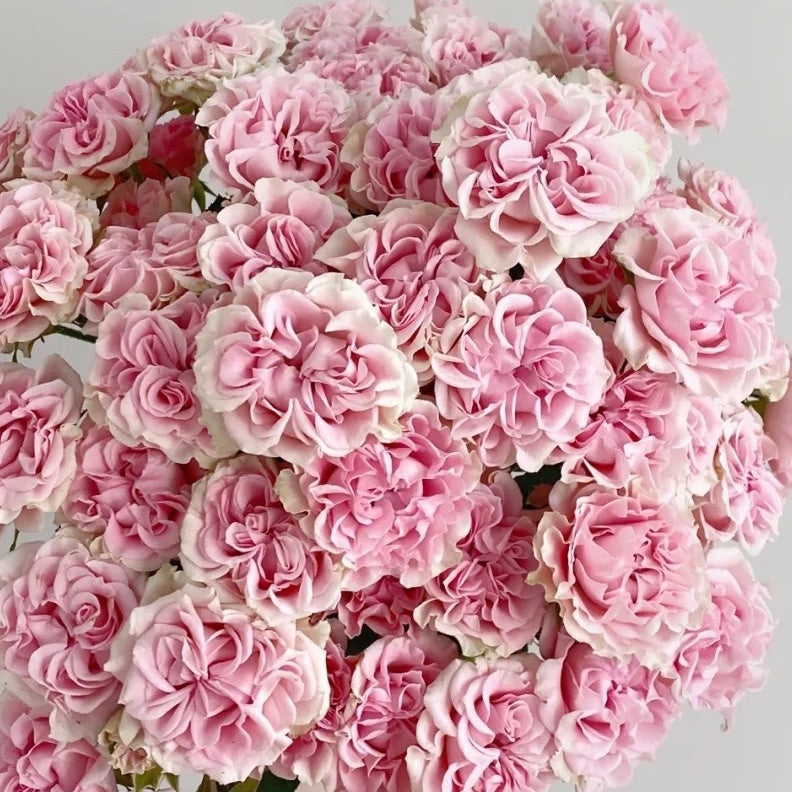Rose Plant ‘Sweet Flow’ | 甜蜜派