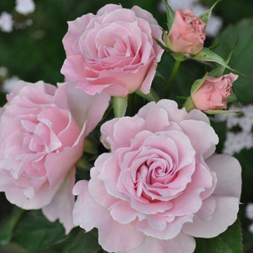 Rose Plant ‘La mariee’ | 新娘 ラ・マリエ