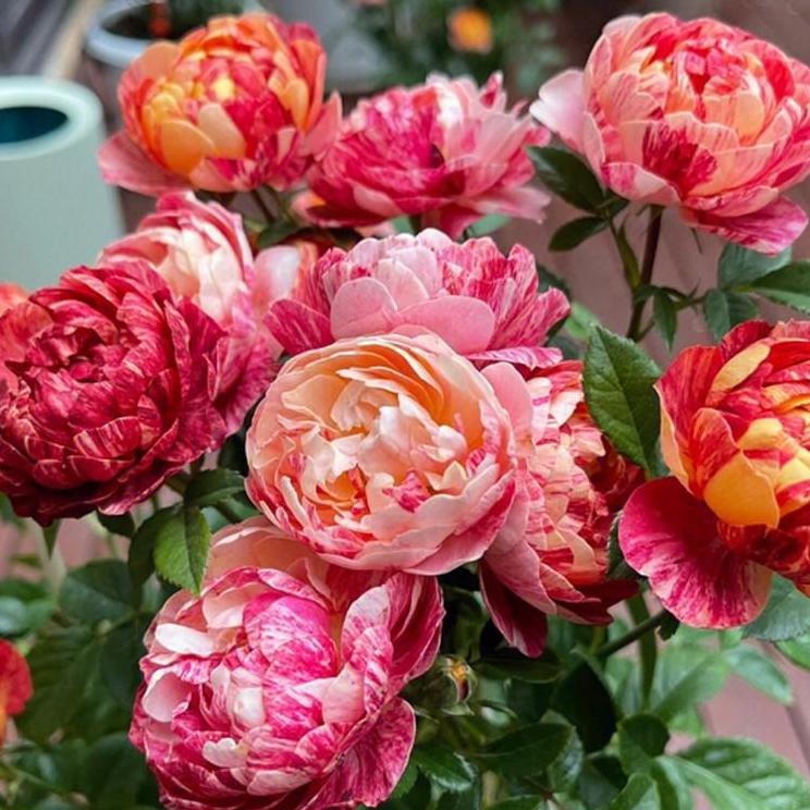 Rose Plant 'Juicy Terrazza Splash' | 果汁飞溅