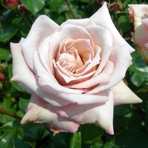Rose Plant ‘Tresor’ | 珍爱之宝 トレゾア