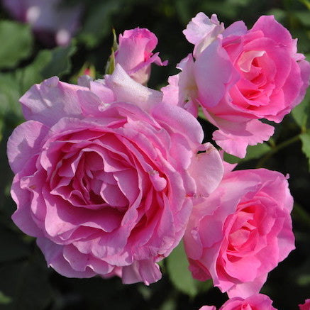 Rose Plant ‘Pink of Princess’ | 粉红公主 ピンクオブプリンセス