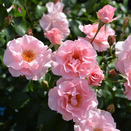 Rose Plant "Risa Risa” | 微笑丽莎 リサリサ