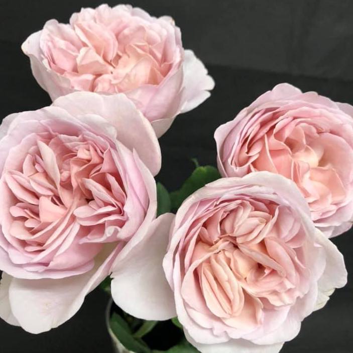 Rose Plant 'Chocolate Romantica' | 巧克力浪漫 ショコラロマンティカ