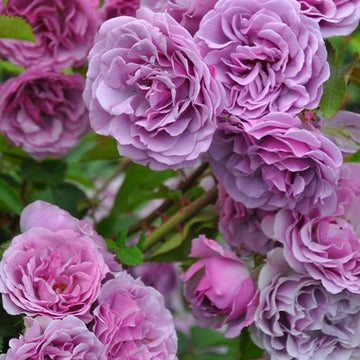 Rose Plant ‘Velvety Twilight’ | 暮光之城 ベルベティトワイライト