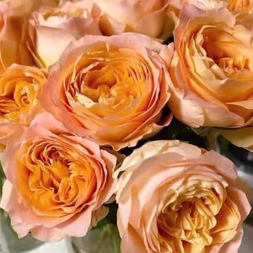 Rose Plant ‘Apricot Lace’ | 杏色蕾丝