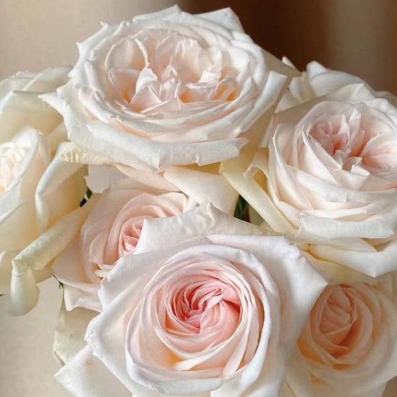 Rose Plant 'White O'Hara' | 白荔枝