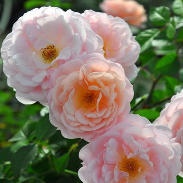Rose Plant 