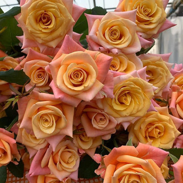 Rose Plant 'Ethancel Perfumera' | 花火香水 エタンセルパフューメラ
