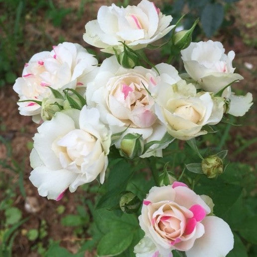 Rose Plant ‘Strawberry Parfait’ | 白桃草莓冻糕 ストロベリーパフェ