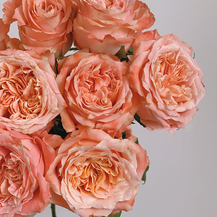 Rose Plant ‘Funky Peach’ | 方可桃