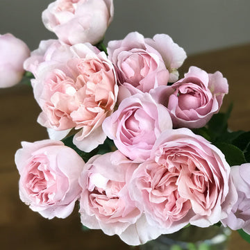 Rose Plant ‘Chocolate Romantica’ | 巧克力浪漫 ショコラロマンティカ