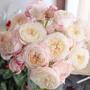 Rose Plant ’Keira‘ | 凯拉