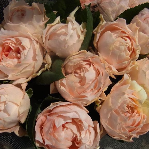 Rose Plant ‘la chance d'amour’ | 甜蜜邂逅 ラシャンスダムール