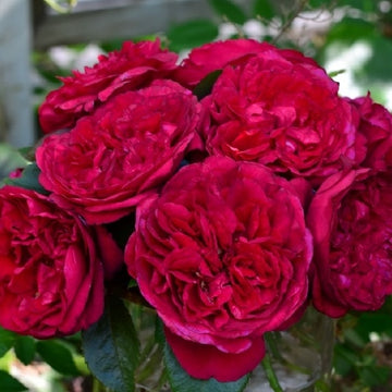 Rose Plant ‘Clos Vougeot’ | 伏旧园之花