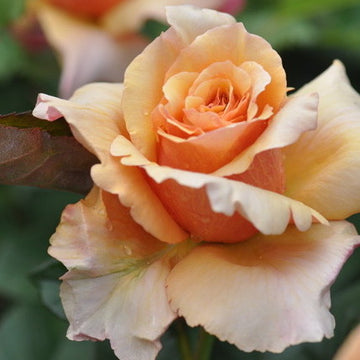 Rose Plant ‘Hatune’ | 初音 はつね