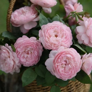 Rose Plant ‘Lian Yan’ | 潋滟