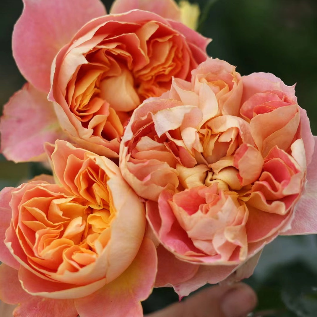 Rose Plant 'Lanterne Citrouille' | 南瓜灯笼 ランタン シトロイユ