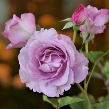 Rose Plant ‘Leraishan’ | 夜来香 イエライシャン