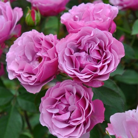 Rose Plant ‘Velvety Twilight’ | 暮光之城 ベルベティトワイライト