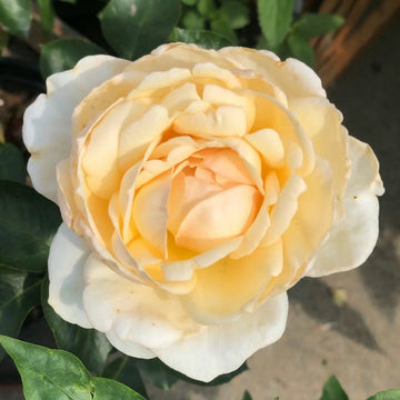 Rose Plant "Cream Yves Piaget, Classic Woman” | 奶油伊芙伯爵