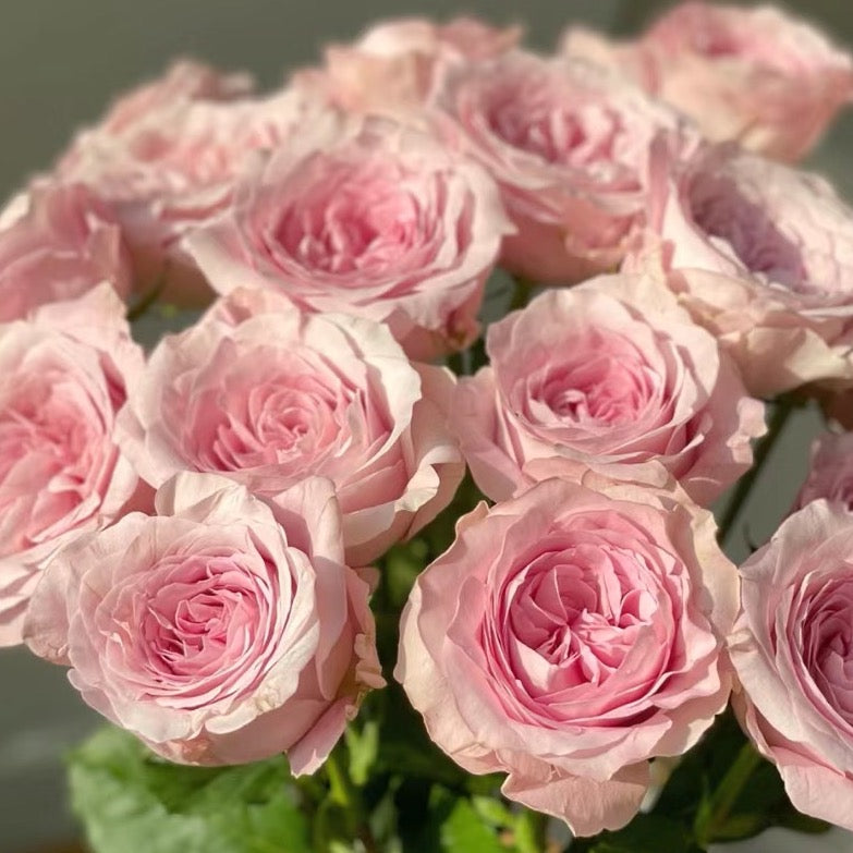 Rose Plant ‘Sweet 4 Love’ | 甜蜜四爱, 甜蜜长相思