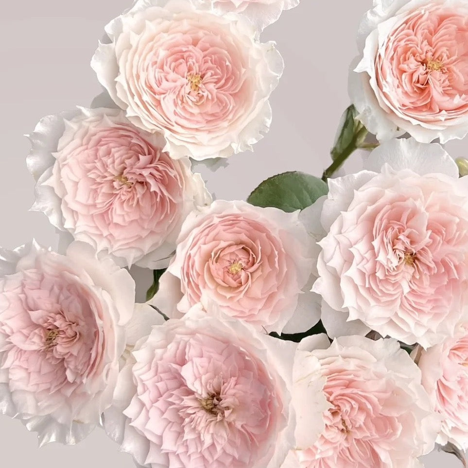 Rose Plant ’Monique Darve‘ | 莫妮卡戴维