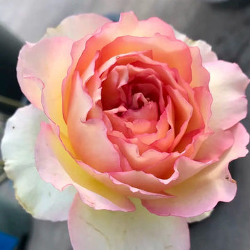 Rose Plant ’Jalitah‘ | 吉莱塔, 四季龙沙
