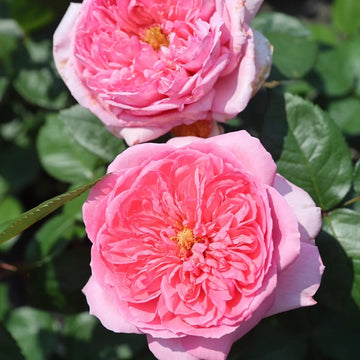 Rose Plant ‘L'amour mutue’ | 相亲相爱