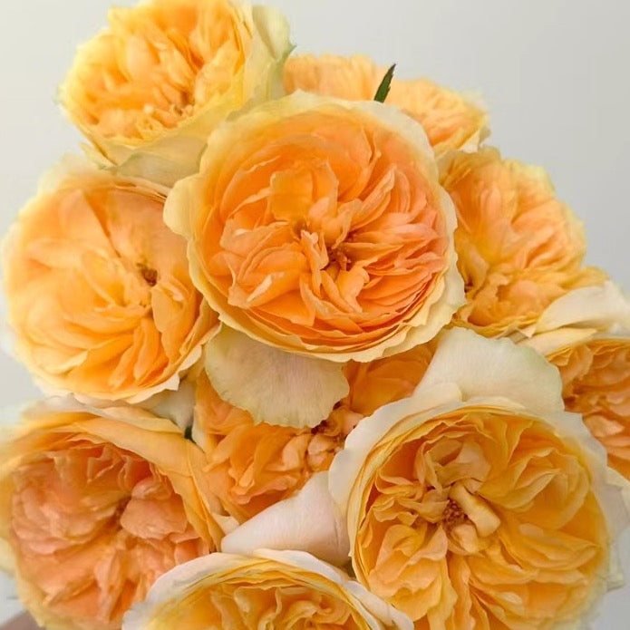 Rose Plant ‘Miku Orange/ Iwata Orange’ | 橙色未来， 岩田橙色 ミクオレンジ, 岩田オレンジ