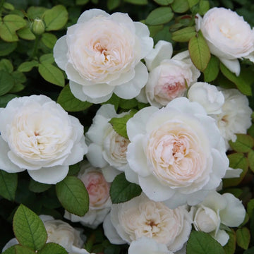 Rose Plant "Bolero” | 波莱罗